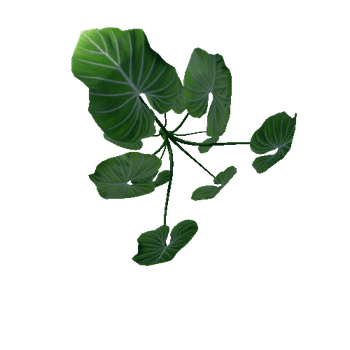 elephant ear10